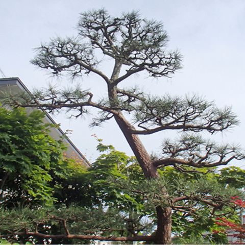 松剪定：施工後