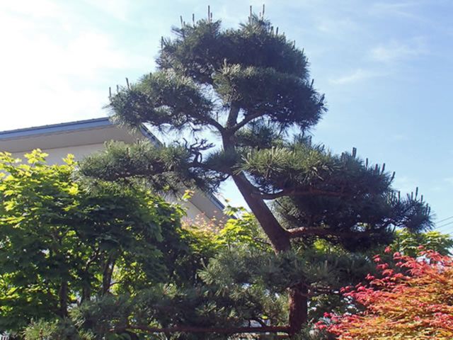 Y様邸 松剪定:施工前