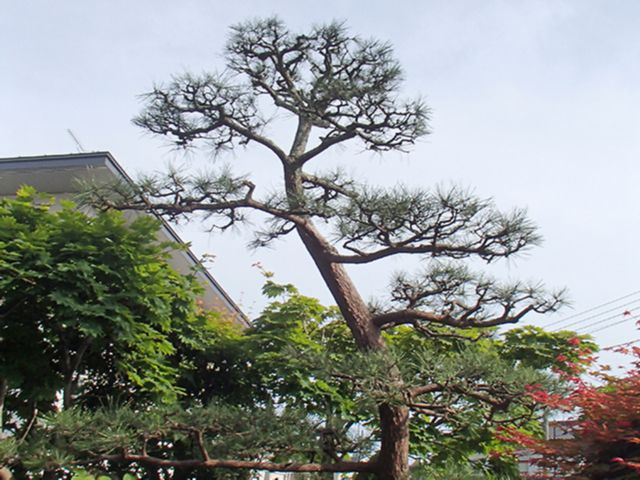 Y様邸 松剪定:施工後